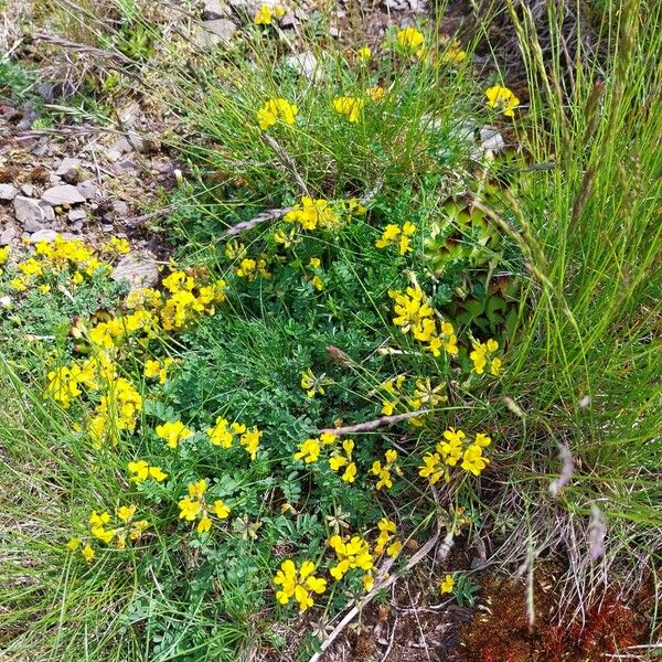 Hippocrepis comosa Anders