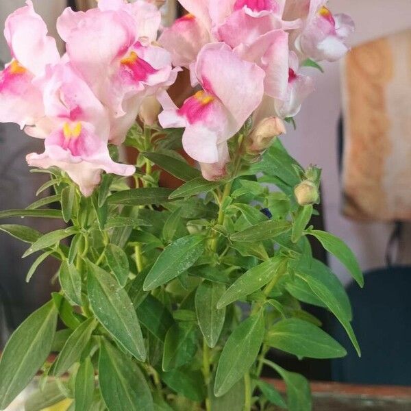 Antirrhinum australe 花