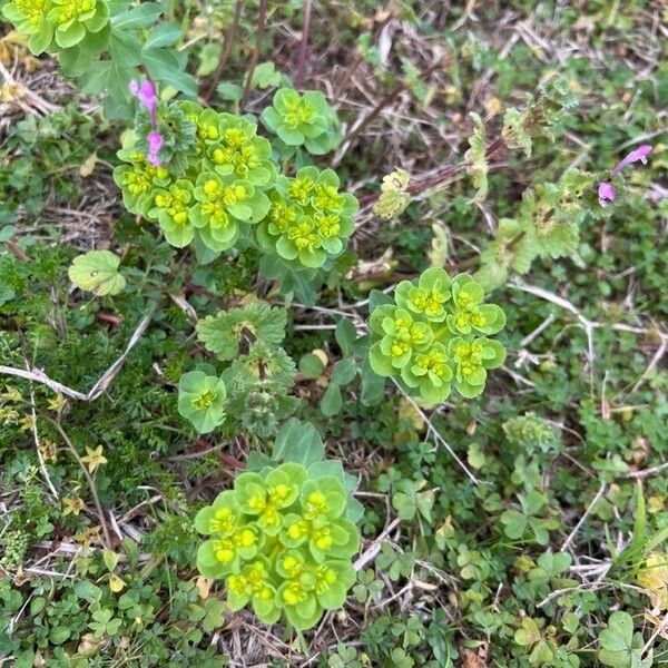 Euphorbia helioscopia Lorea