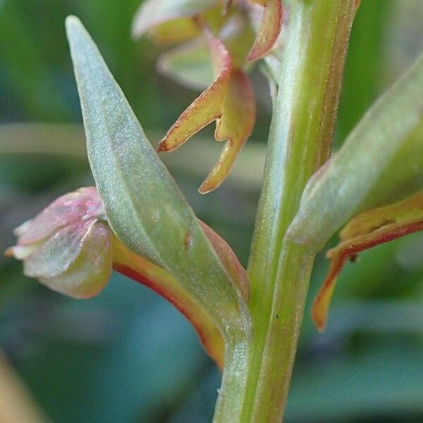 Dactylorhiza viridis Écorce