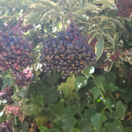 Sambucus canadensis Fruchs