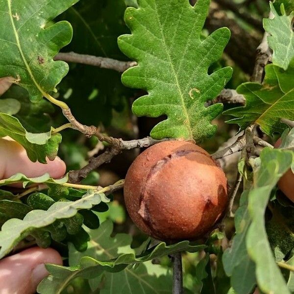 Quercus pubescens മറ്റ്