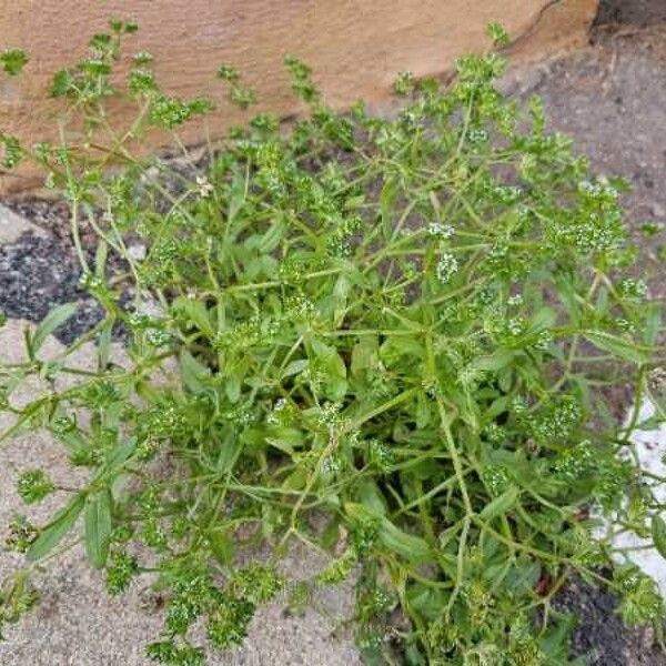 Valerianella microcarpa Plante entière