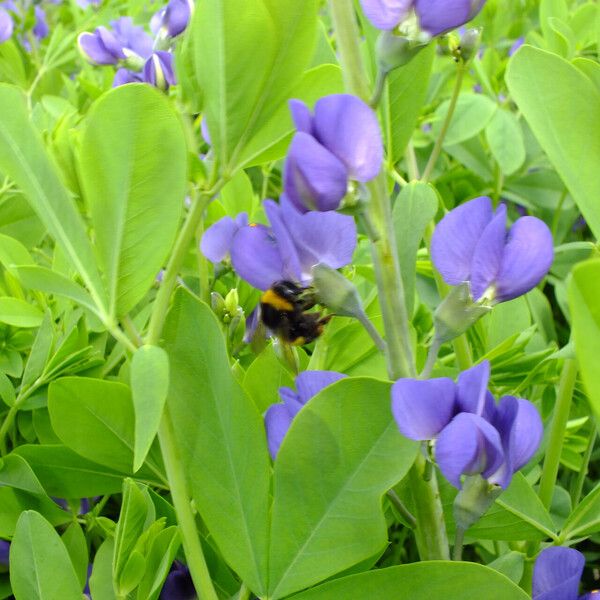 Baptisia australis Λουλούδι