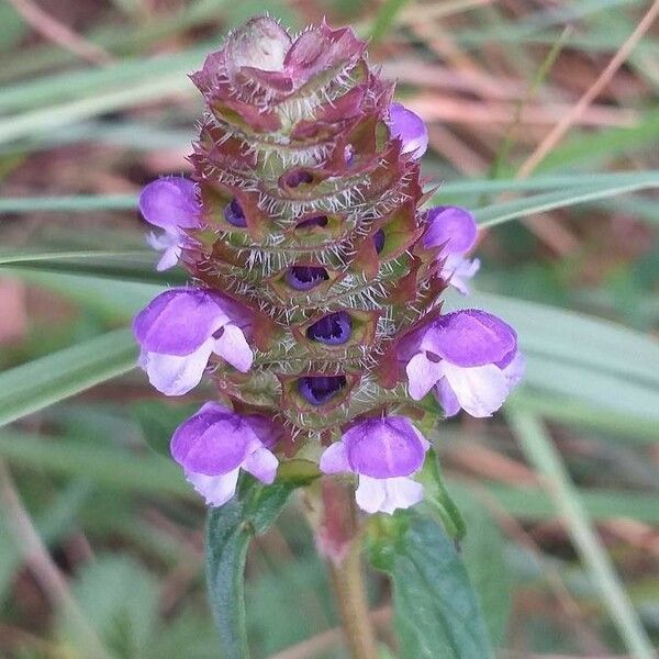 Prunella vulgaris Žiedas