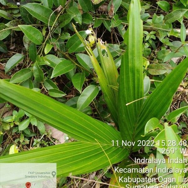 Cocos nucifera Folha