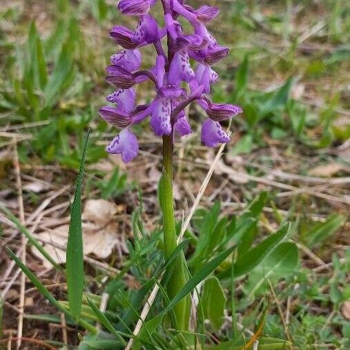 Anacamptis morio 花