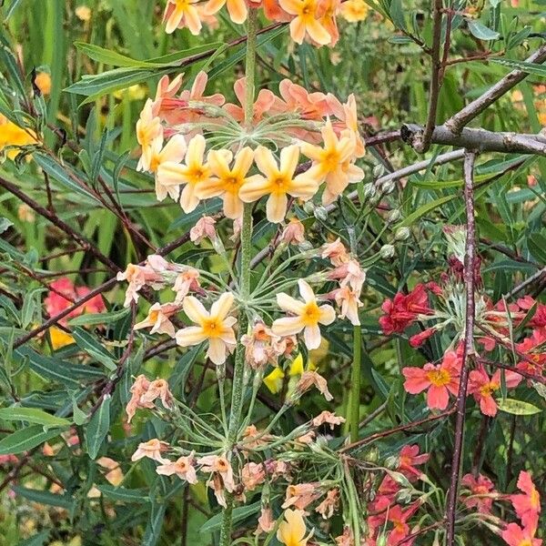 Primula bulleyana ফুল