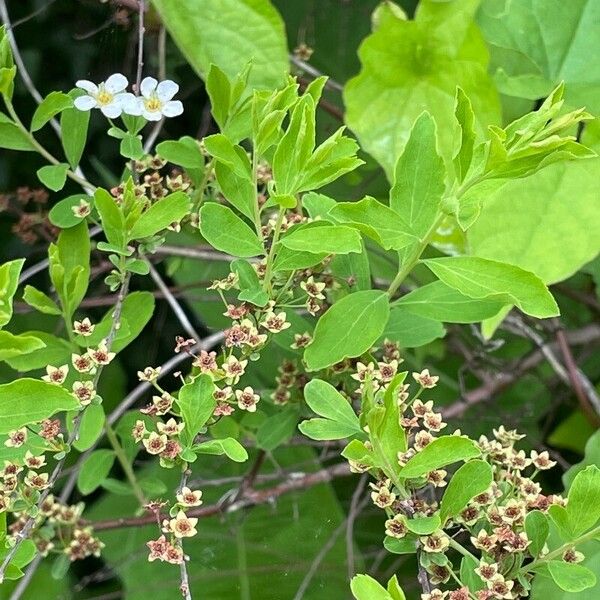 Spiraea hypericifolia Habit