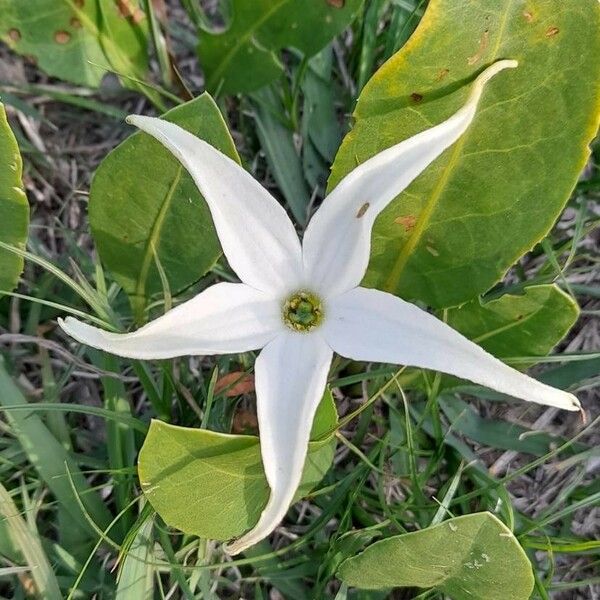 Jaborosa integrifolia Cvet