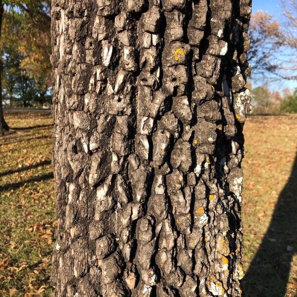 Diospyros virginiana Bark