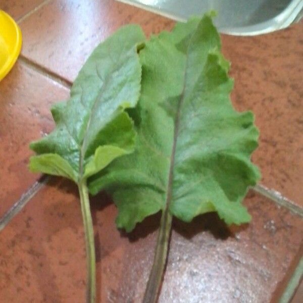 Arctium lappa ഇല