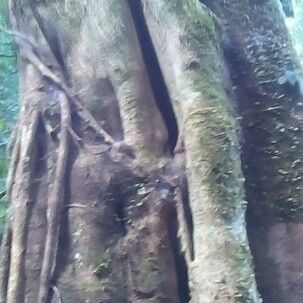 Ficus religiosa Tervik taim