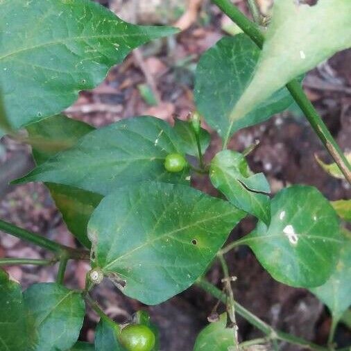 Celtis laevigata Liść