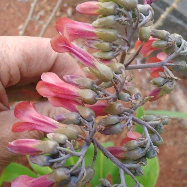 Kalanchoe delagoensis Кветка