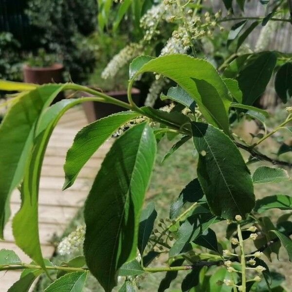 Prunus serotina Leaf