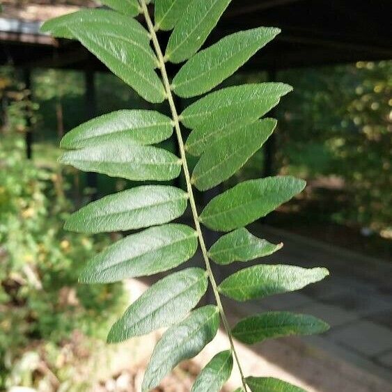 Gleditsia triacanthos Blad