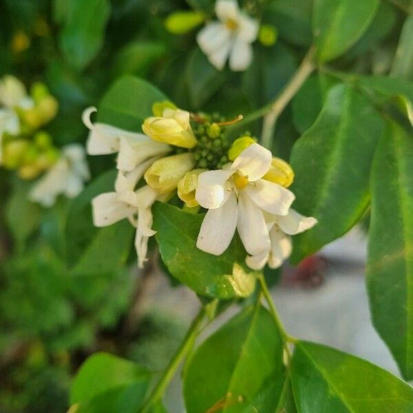 Murraya paniculata Λουλούδι