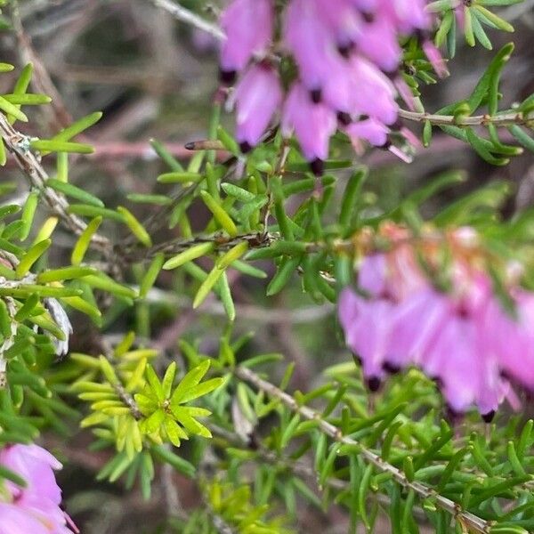 Erica cinerea Frunză