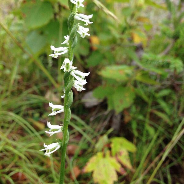 Spiranthes lacera Blodyn