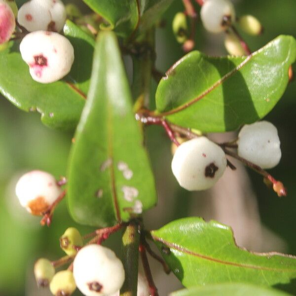 Chiococca alba Fruitua