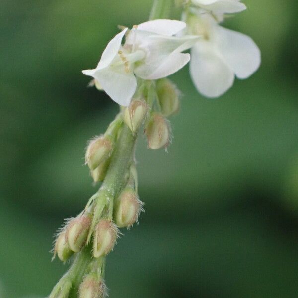 Desmodium tortuosum Kvet