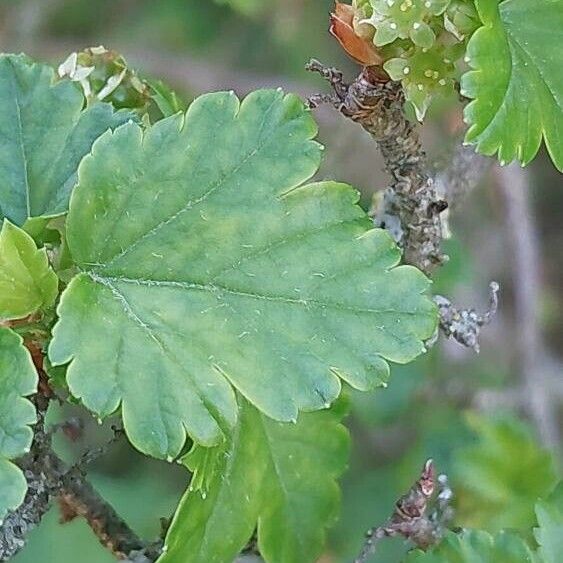 Ribes alpinum Folha