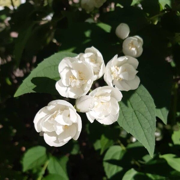 Philadelphus coronarius Feuille