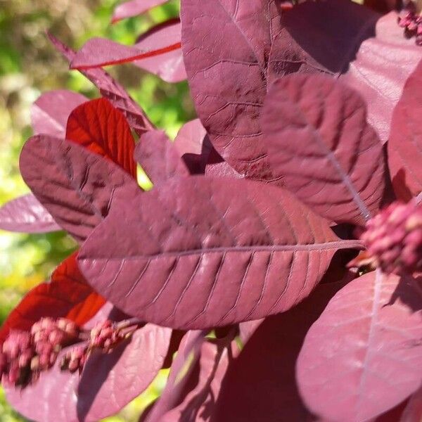 Cotinus coggygria Blad