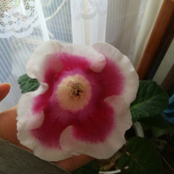 Gloxinia × donkelaariana Flower