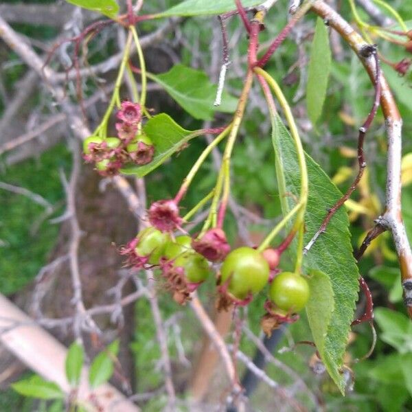 Crataegus douglasii Meyve