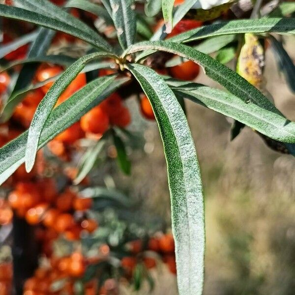 Hippophae rhamnoides Leaf