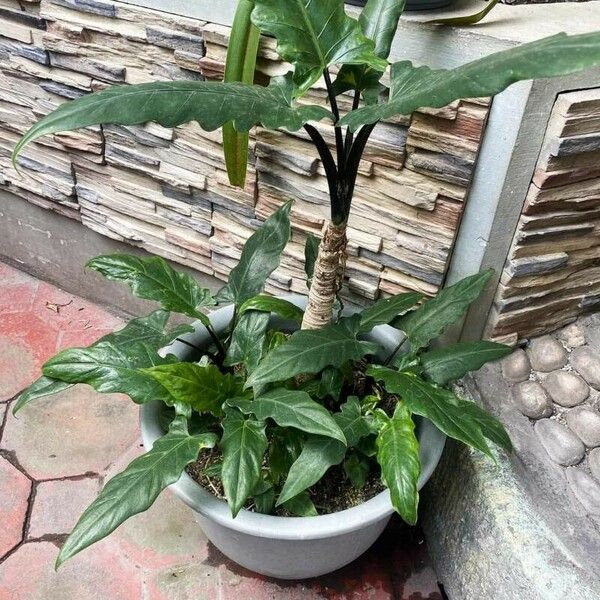 Alocasia lauterbachiana Liść