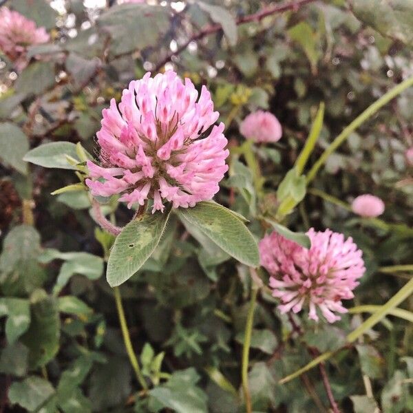 Trifolium pratense Fleur