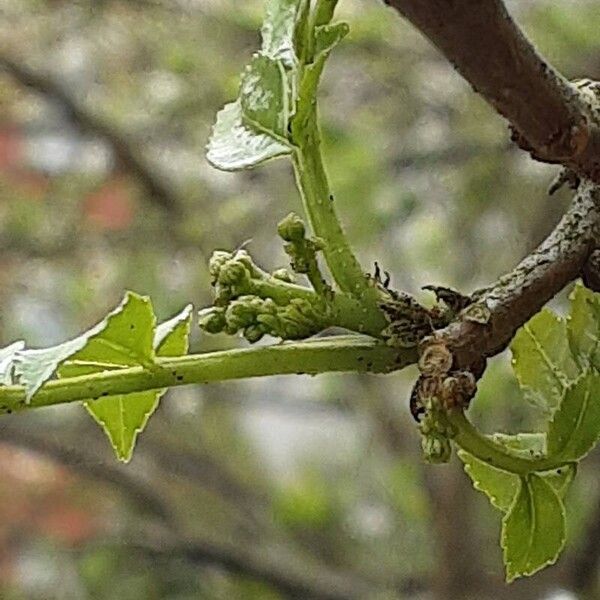 Zanthoxylum bungeanum Flower