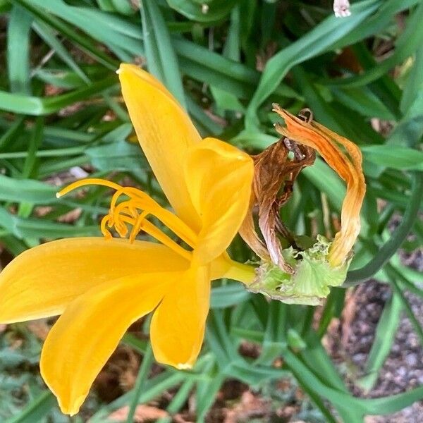 Hemerocallis lilioasphodelus 花