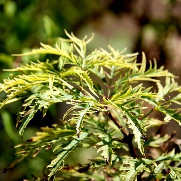 Polyscias fruticosa Leaf