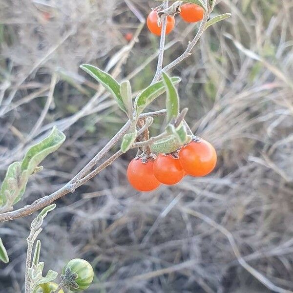 Solanum lanzae Fruit