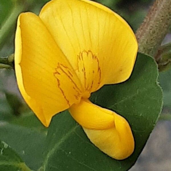 Colutea arborescens Blomst