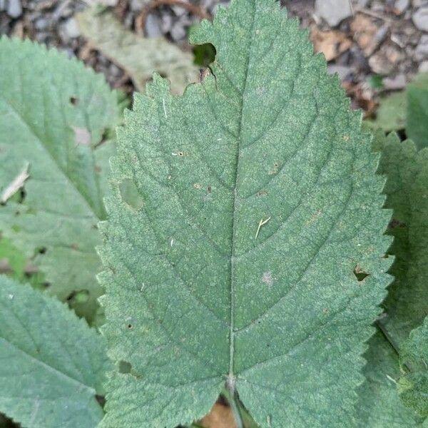 Salvia glutinosa Leaf