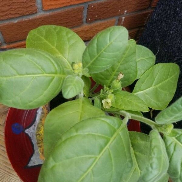 Nicotiana rustica Levél