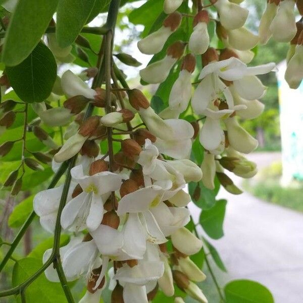 Robinia pseudoacacia Flower