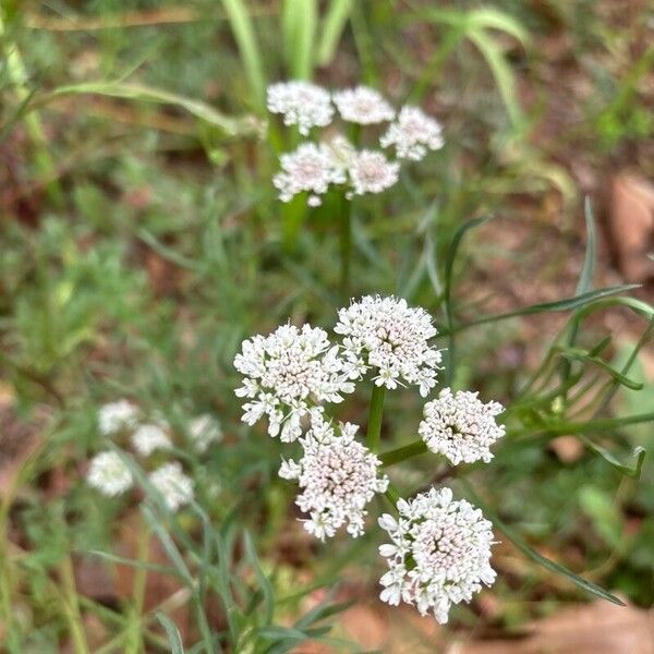 Oenanthe globulosa Flower