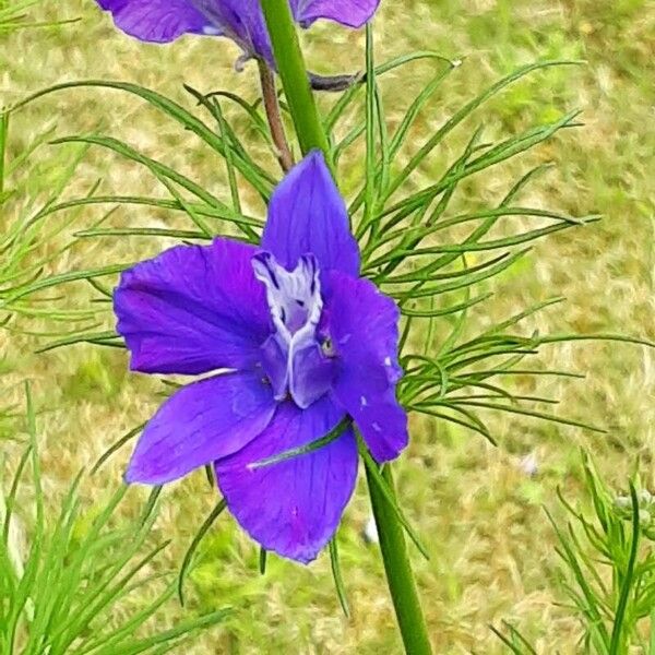 Delphinium ajacis Blomma