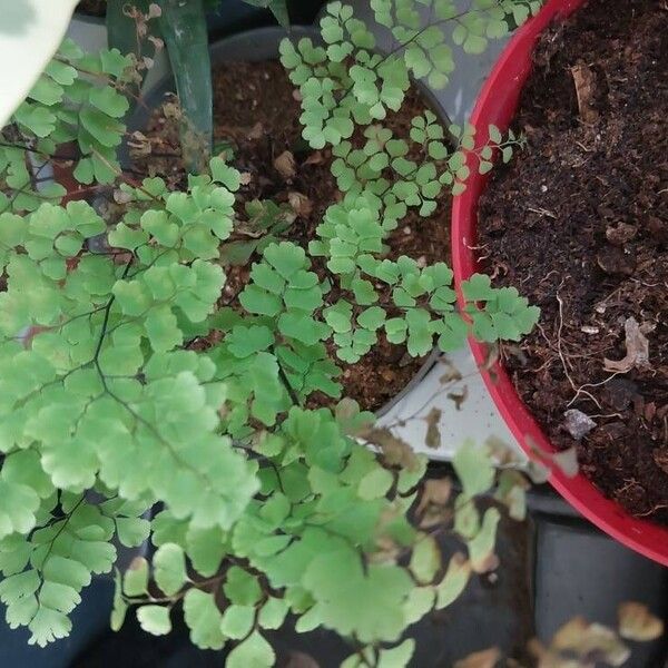 Adiantum raddianum Φύλλο