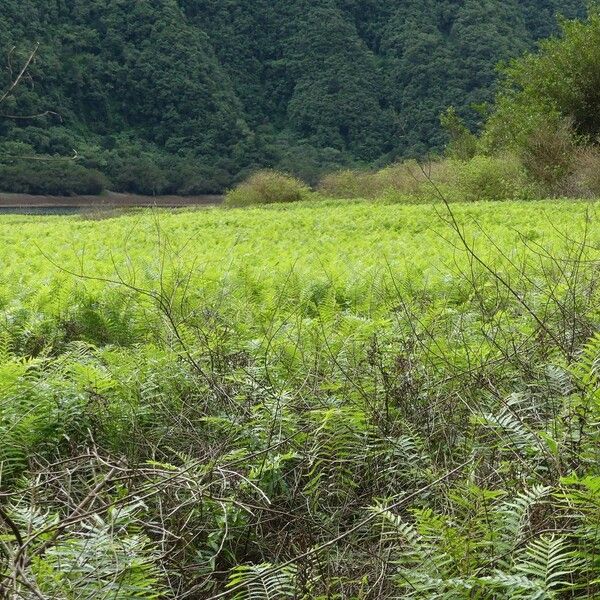 Thelypteris interrupta Habitat