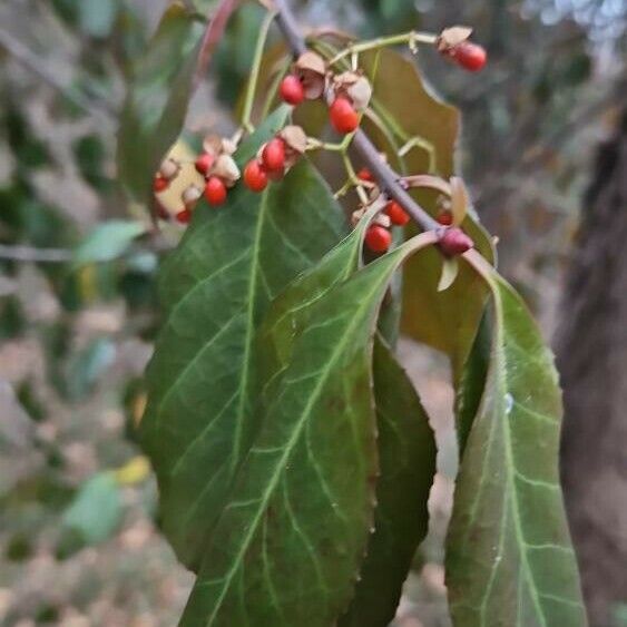 Celastrus scandens Froito