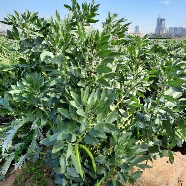 Vicia faba Habit