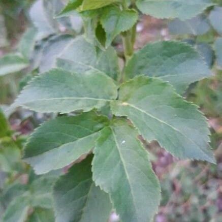 Sambucus nigra Лист