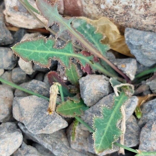 Launaea nudicaulis Foglia